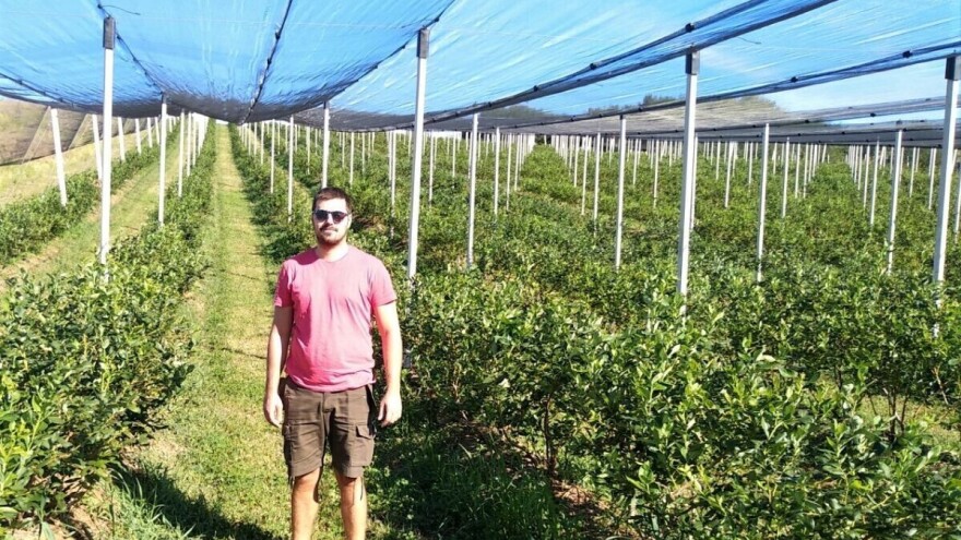 Bojan Miljanić gradski život zamenio uzgojem borovnice