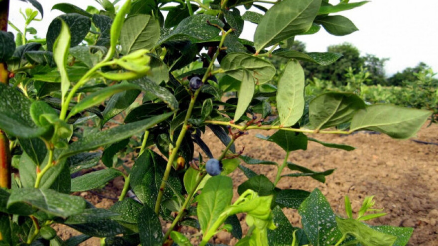 Proizvodnja borovnica kao dodatni posao