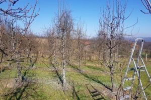 Vegetacija krenula: Izvjesni problemi u proizvodnji voća, šta uraditi?