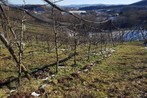 Vjetrozaštitnim pojasima popravite plodnost tla, ali i broj korisnih insekata
