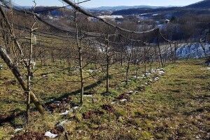 Vjetrozaštitnim pojasima popravite plodnost tla, ali i broj korisnih insekata