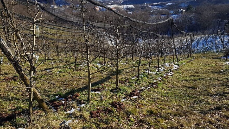 Vjetrozaštitnim pojasima popravite plodnost tla, ali i broj korisnih insekata