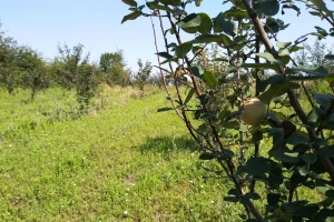 Kad ispečete rakiju - spremite se za jesenju i zimsku zaštitu dunje