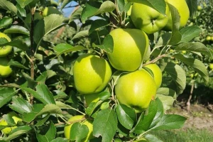 Kako su jabuke pregrmele ovo leto i kakav se prinos očekuje?