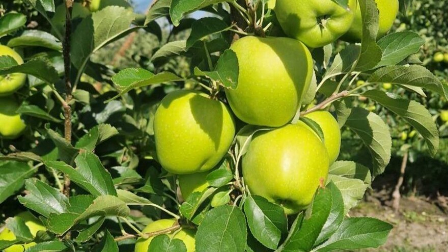 Kako su jabuke pregrmele ovo leto i kakav se prinos očekuje?