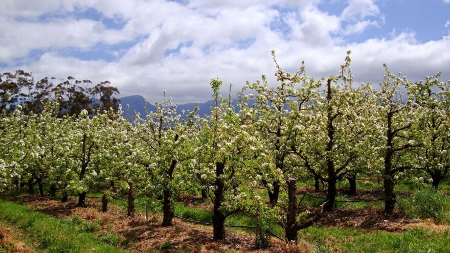 Za dobar rod veoma važan izbor i raspored sorti u voćnjaku