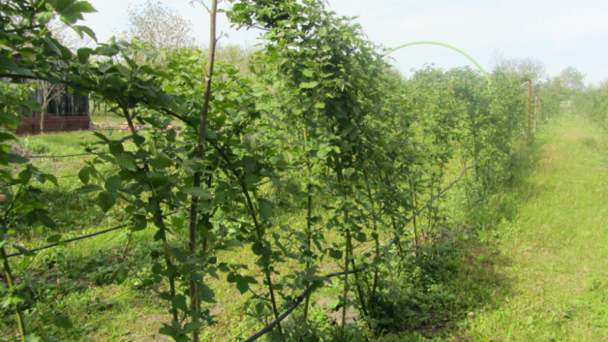 Organski uzgoj kupine