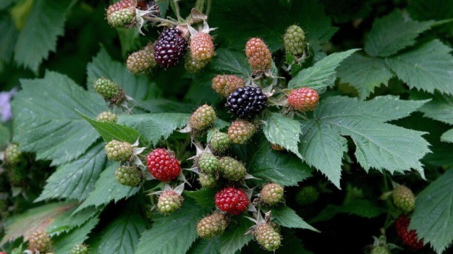 Druga strana priče o proizvodnji kupine