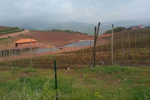 Uzgojem lekovitog bilja bivša Tošetova menadžerka oživela opustelo selo
