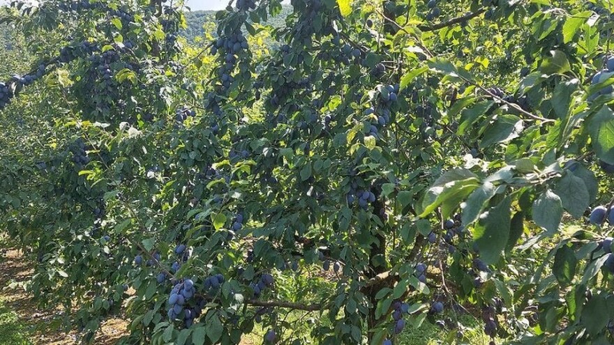 Uskoro lokalni pljuskovi, ali temperature do 32°C