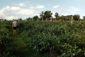 Visokožbunasta borovnica donosi profit, ali se mora znati tehnologija proizvodnje