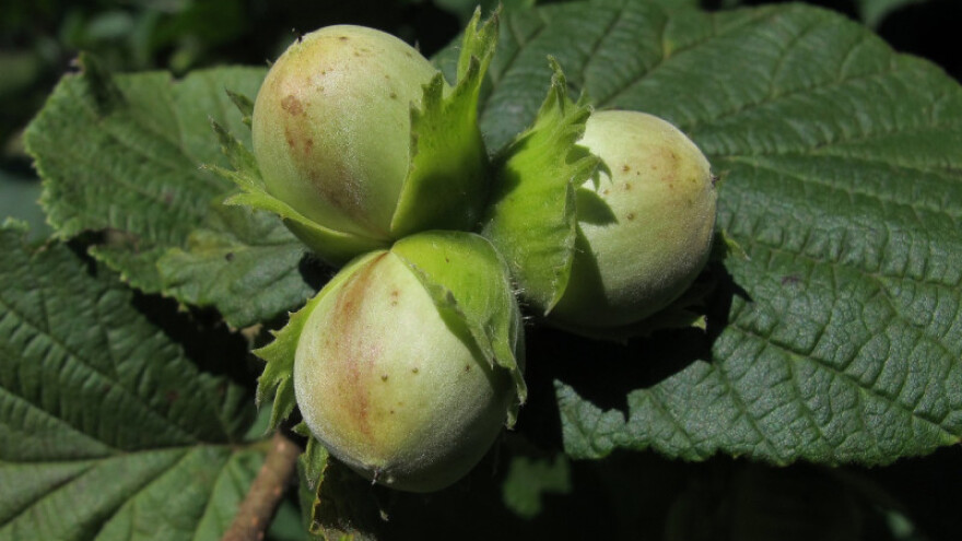 41.430 KM za zasnivanje novih zasada voća