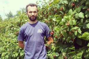 Dvogodišnja malina - agrotehničke, pomotehničke i mjere zaštite u nasadima maline nakon berbe