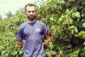 Dvogodišnja malina - agrotehničke, pomotehničke i mjere zaštite u zasadima maline nakon berbe