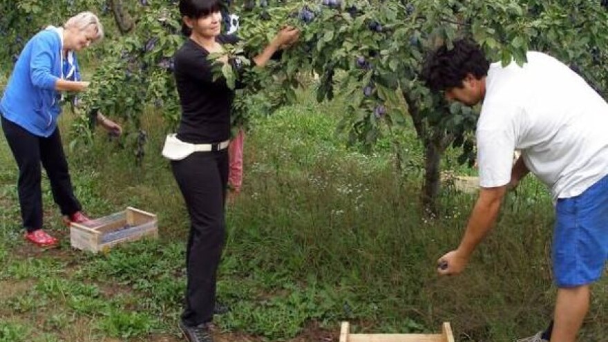 Podižu se novi zasadi šljive otporne na šarku