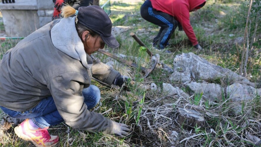 Pridruži se trećoj nacionalnoj akciji "Zasadi stablo, ne budi panj"