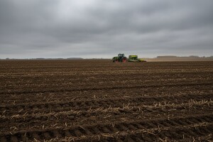 Zasijat će se 50.000 hektara pšenice manje