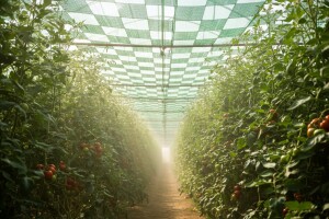 Zasjenjivanje plastenika