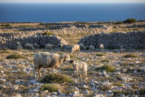 Zaštićena izvorna janjetina s Paga!