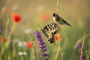 Zaštićena područja staništa ptica i leptira