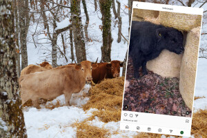 Tri su stvari dovoljne za zaštitu goveda na otvorenom
