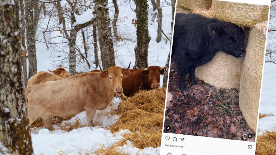 Tri su stvari dovoljne za zaštitu goveda na otvorenom