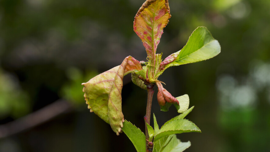Pravodobno zaštitite nasade bresaka i nektarina od kovrčavosti lista