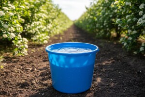 Zaštita aronije od dlakavih ružičara