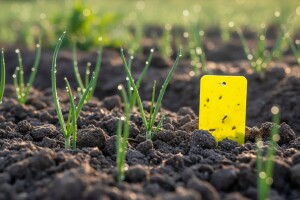 Zaštita bijelog i crvenog luka