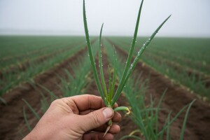 Zaštita bijelog i crvenog luka