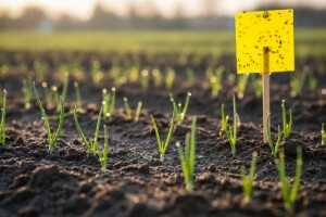 Zaštita bijelog i crvenog luka