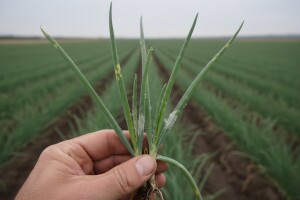 Zaštita bijelog i crvenog luka od plamenjače