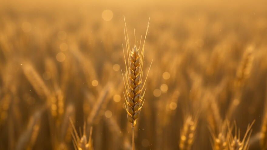 Zaštita bilja: Favoriti za 2018. za ratarske kulture