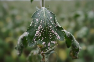 Zaštita bilja: Krizanteme