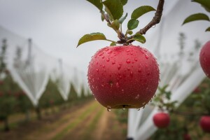 Zaštita bilja: Plodovi jabuke
