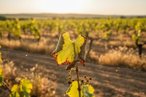 Zaštita biljaka od toplinskog šoka