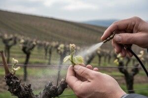 Zaštita bilogorskih vinograda