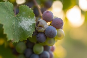 Zaštita bobica od grožđanih moljaca