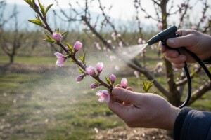 Zaštita bresaka i marelica