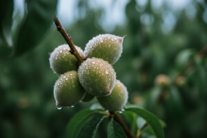 Zaštita bresaka, nektarina, šljiva i trešnja