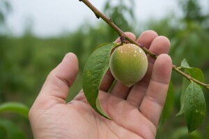 Zaštita bresaka, nektarina, trešanja i šljiva