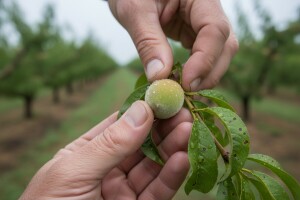 Zaštita bresaka, nektarina, trešnja i šljiva!