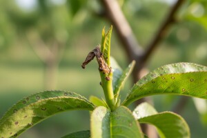 Zaštita bresaka od breskvina savijača