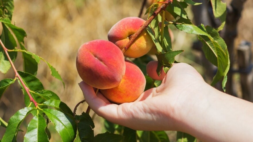 Vrijeme idealno za bolesti na koštićavom voću