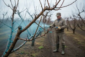 Zaštita breskve i nektarine od kovrčavosti lista!