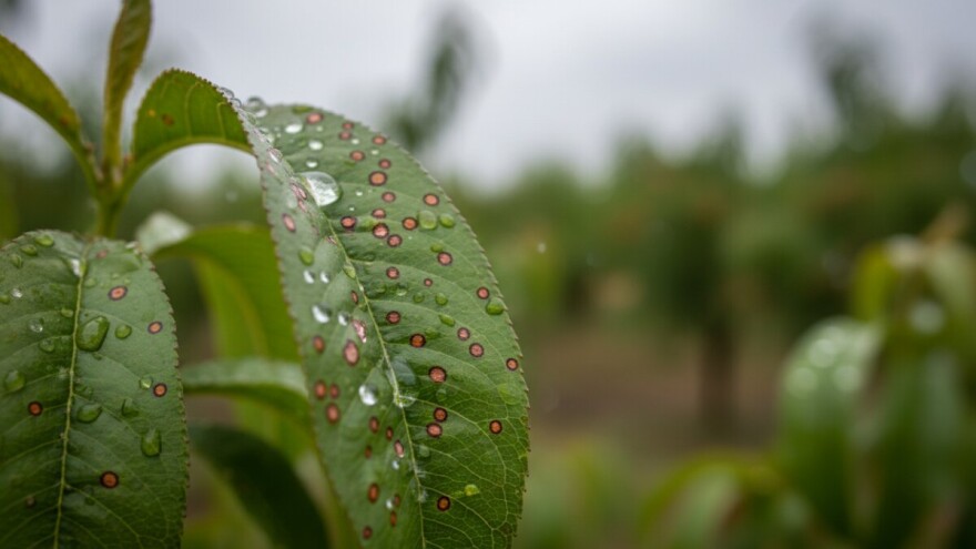 Zaštita breskve i nektarine od šupljikavosti lista