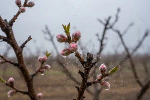 Zaštita breskve na početku vegetacije