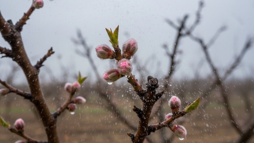 Zaštita breskve na početku vegetacije