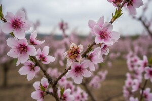 Zaštita breskve od monilije