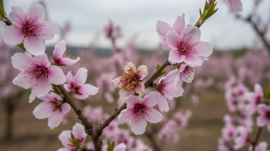 Zaštita breskve od monilije